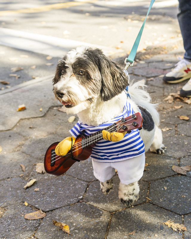 一只狗穿着与乐器
