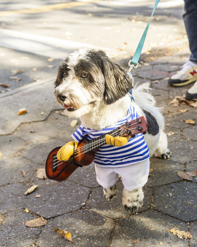 Dogs During Halloween Parade In New York City - 77