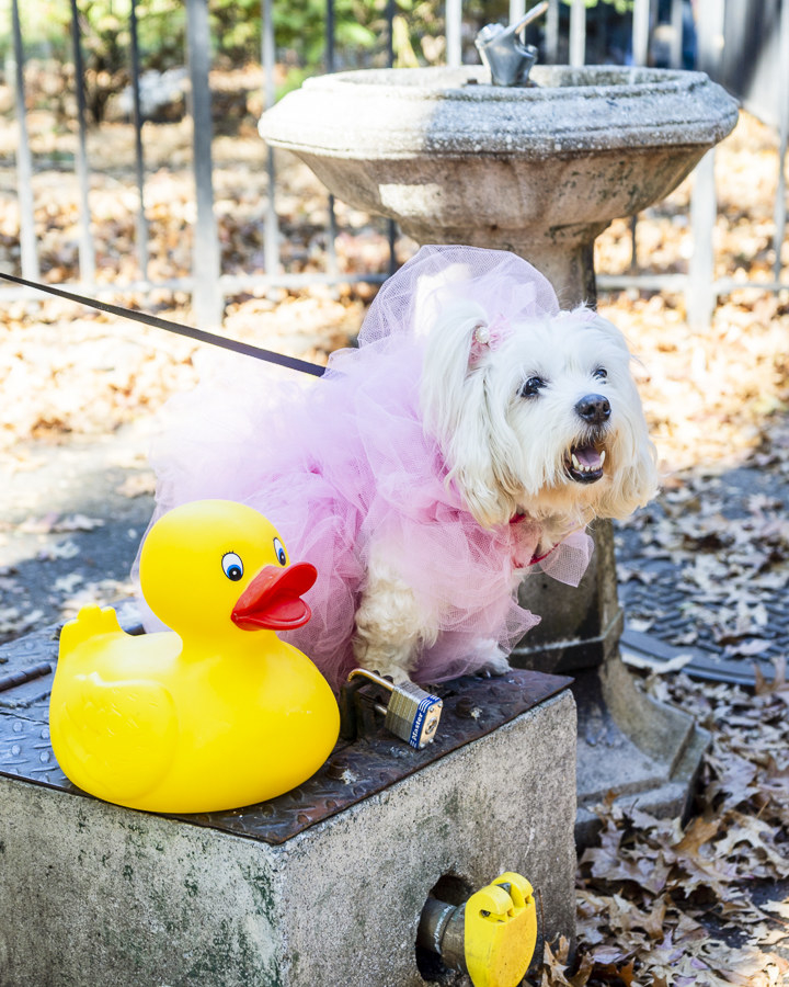 一只狗穿着粉红色的一个橡胶鸭子