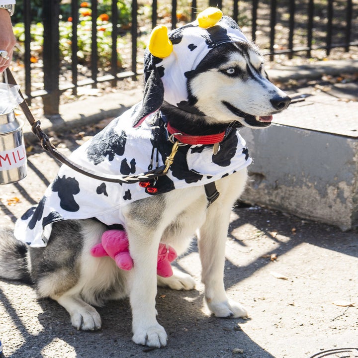 Dogs During Halloween Parade In New York City