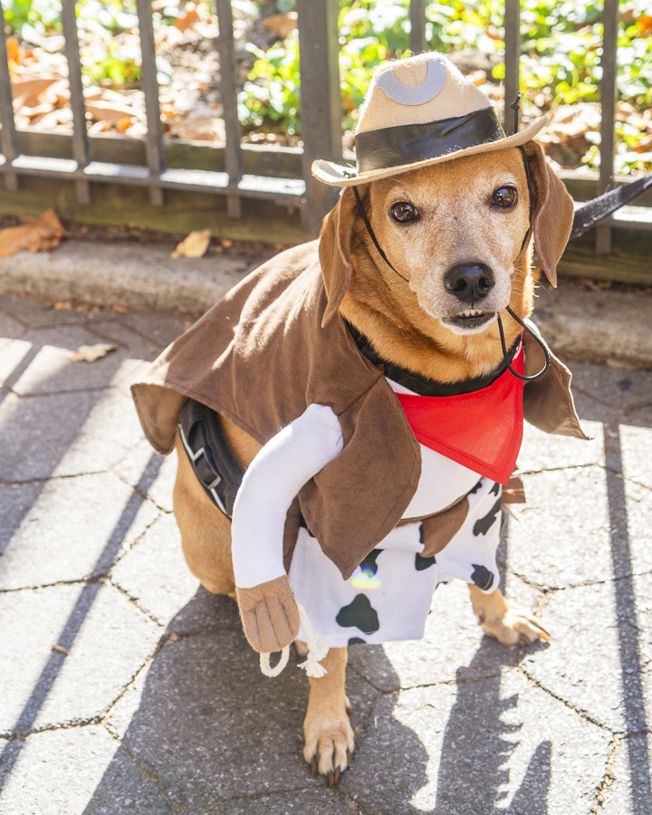 Dogs During Halloween Parade In New York City - 57