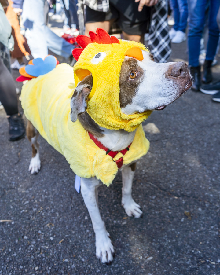 a dog dressed as a chicken
