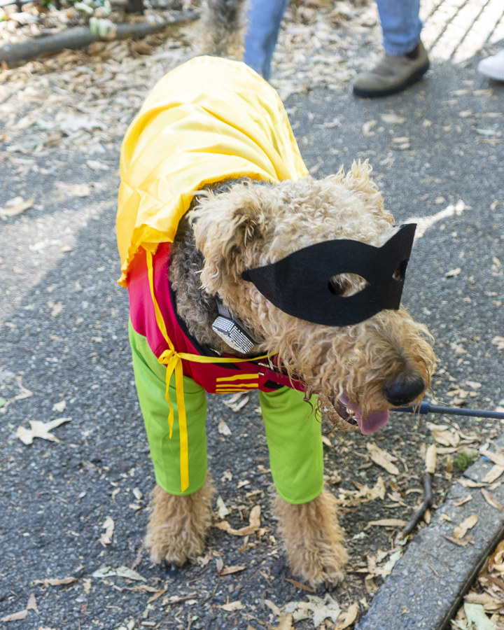 Dogs During Halloween Parade In New York City - 4