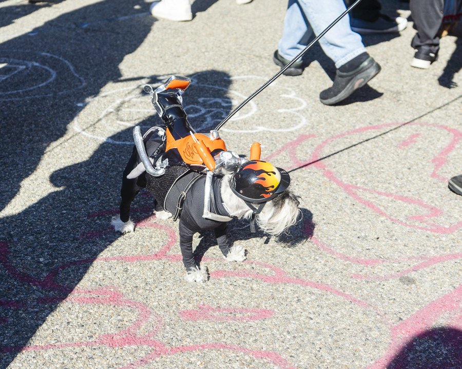 Dogs During Halloween Parade In New York City - 42