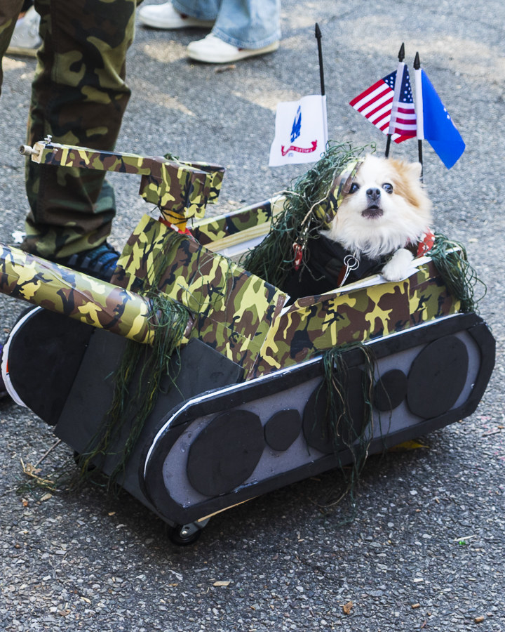a dog dressed as they were in the military in a fake tank