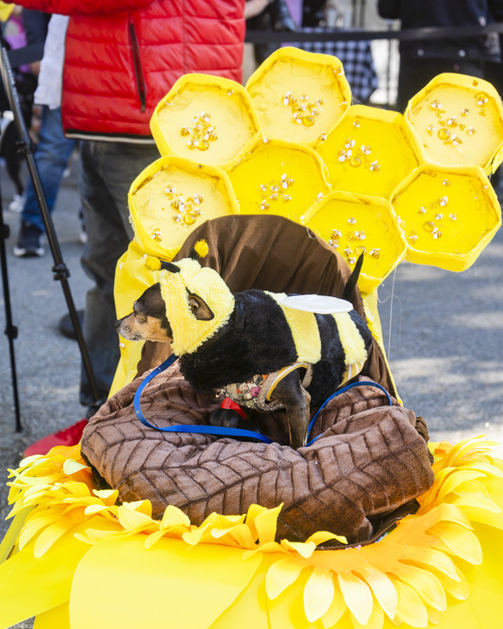 a dog dressed as a bee