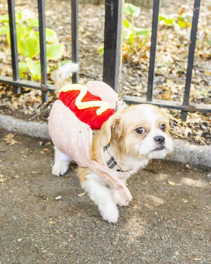 a dog dressed as a hot dog