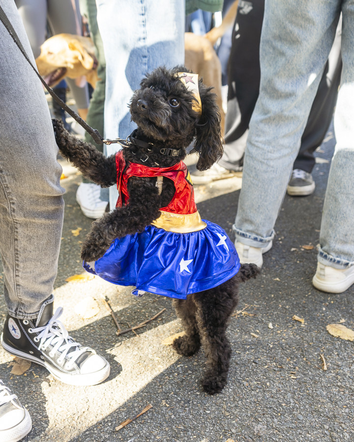 a dog dressed as superwoman