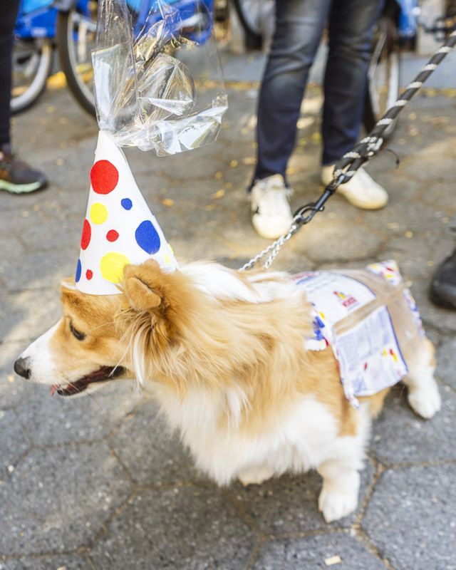 a dog dressed as wonder bread