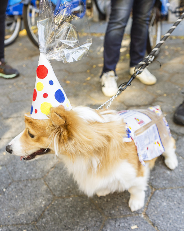 Dogs During Halloween Parade In New York City - 67