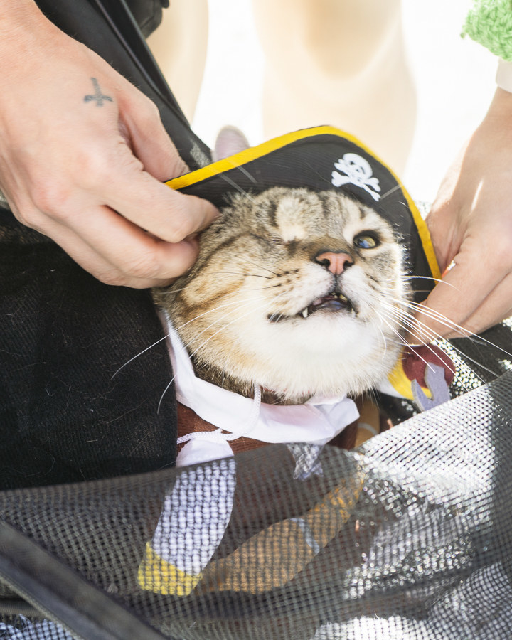 a cat dressed as a pirate