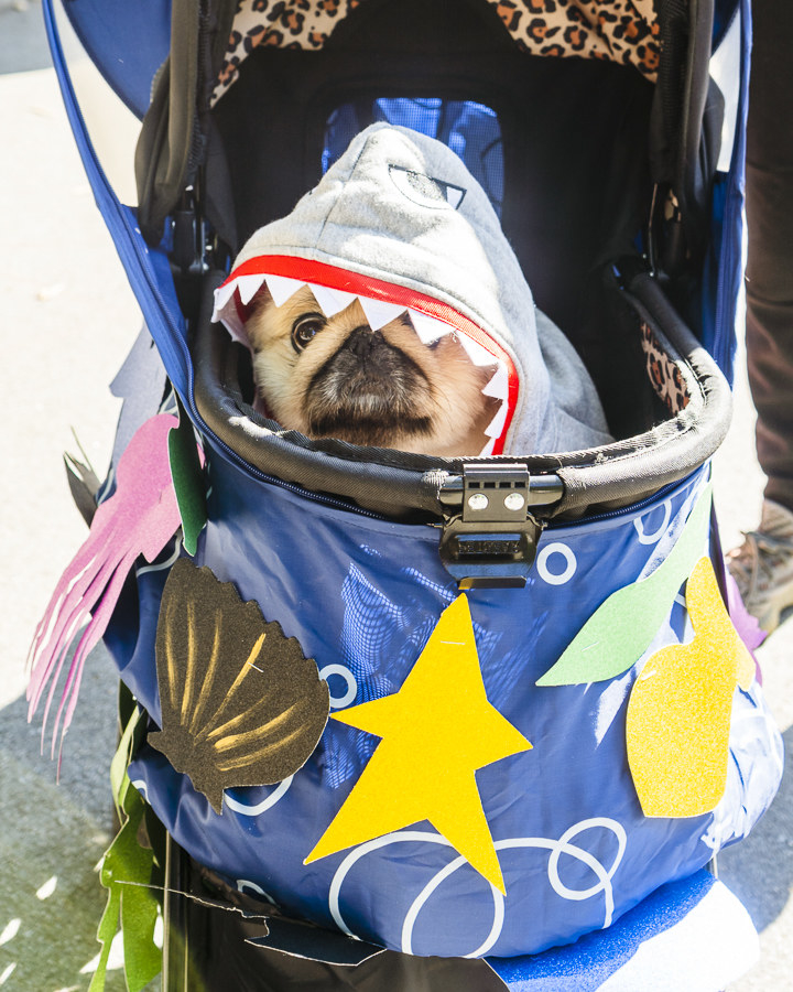 Dogs During Halloween Parade In New York City - 84