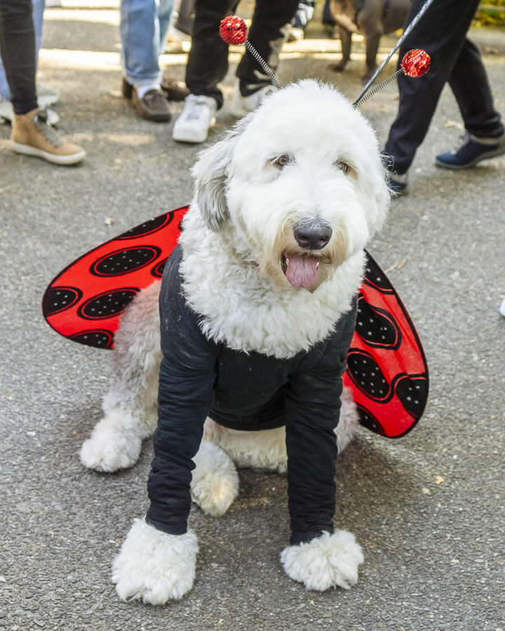 a dog dressed as a lady bug