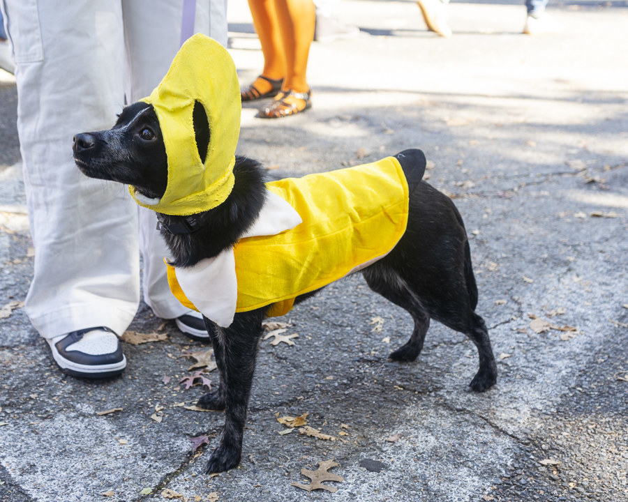 a dog dressed as a banana