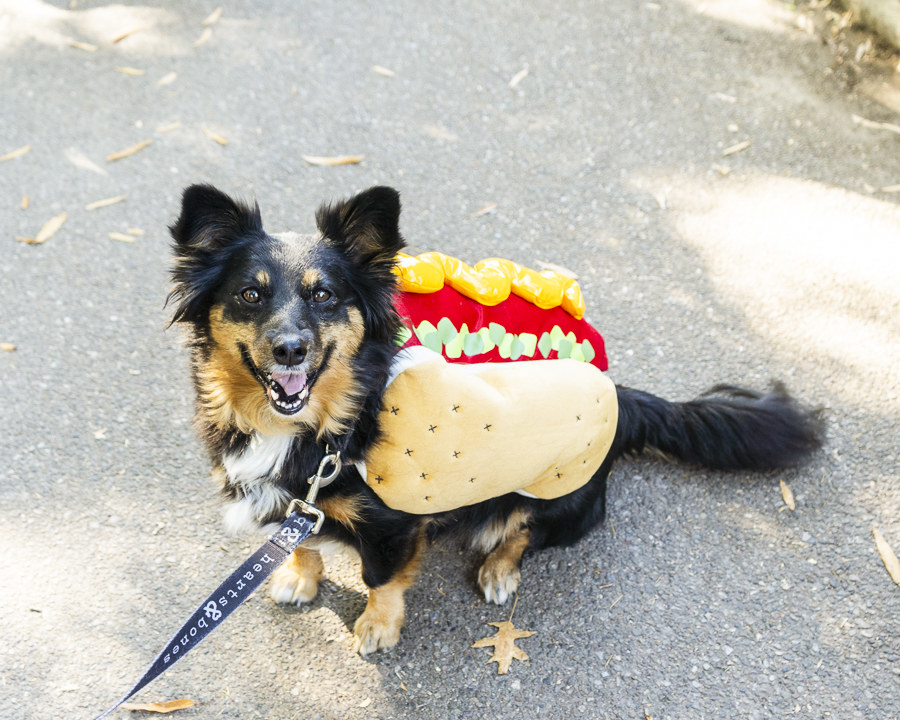 Dogs During Halloween Parade In New York City - 89