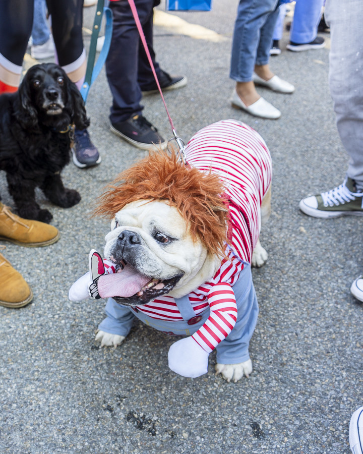 a dog dressed as chucky