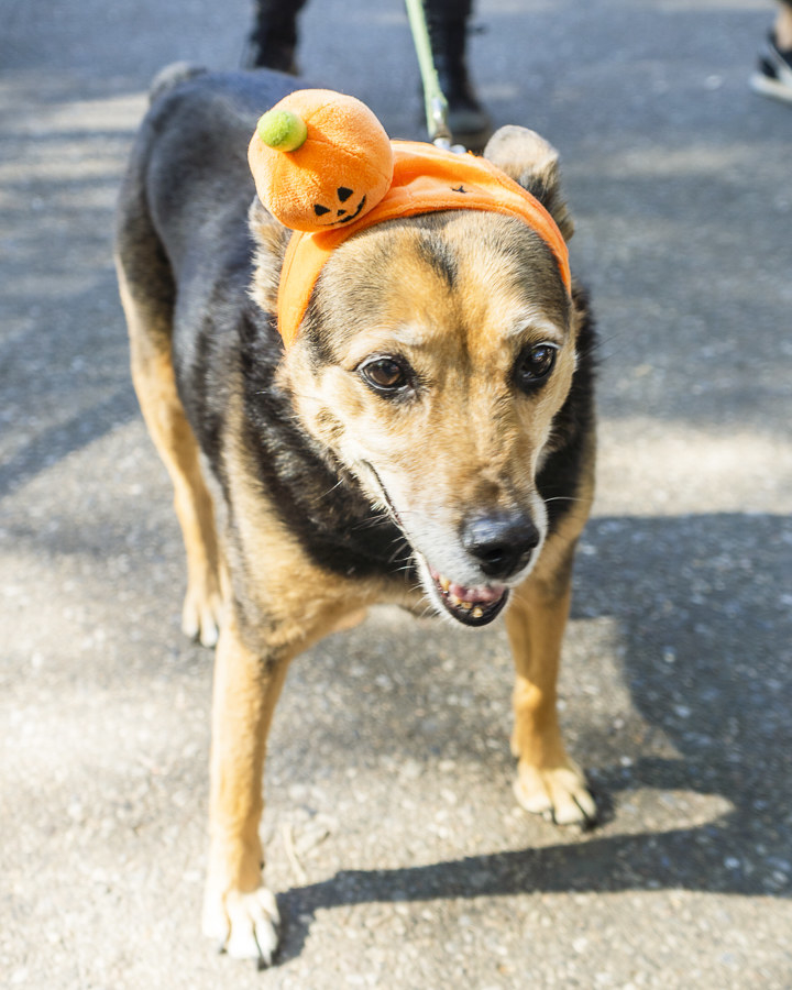 a dog with a little pumpkin on their head