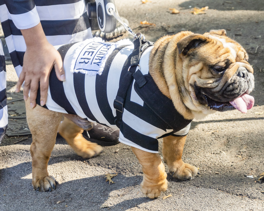 a dog dressed in jail attire
