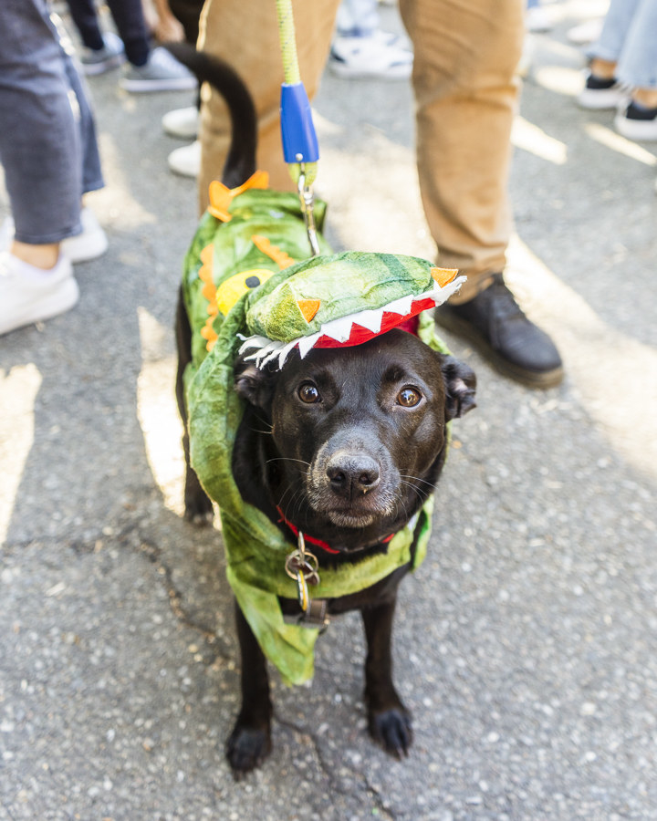 Dogs During Halloween Parade In New York City - 71