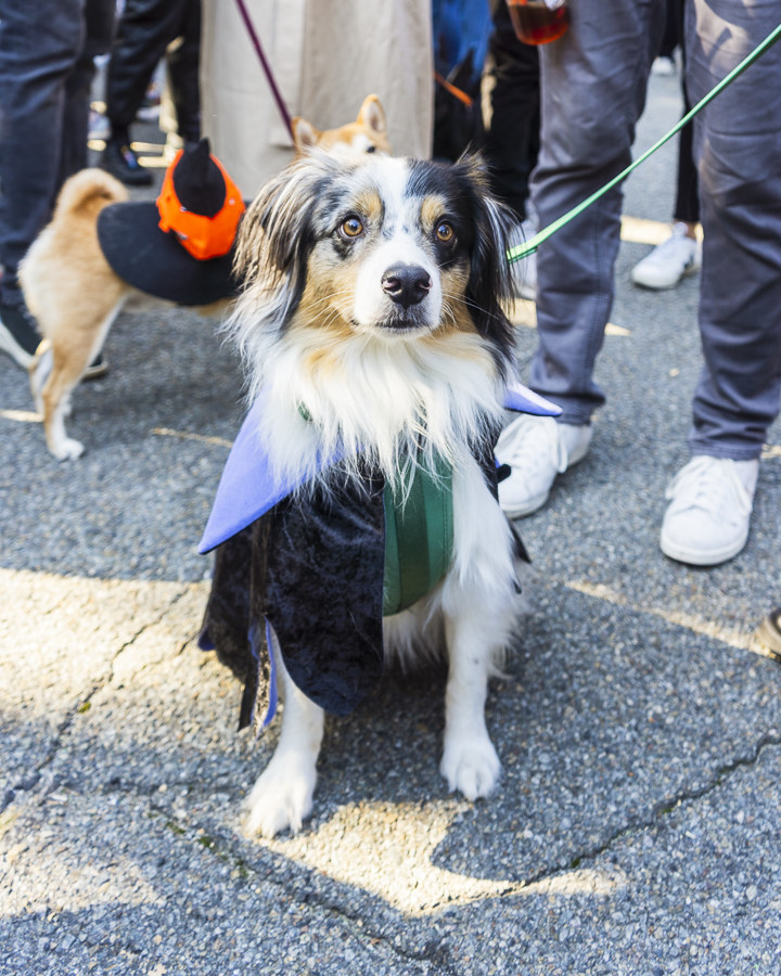 Halloween Michael Myers Walking Pet Costume