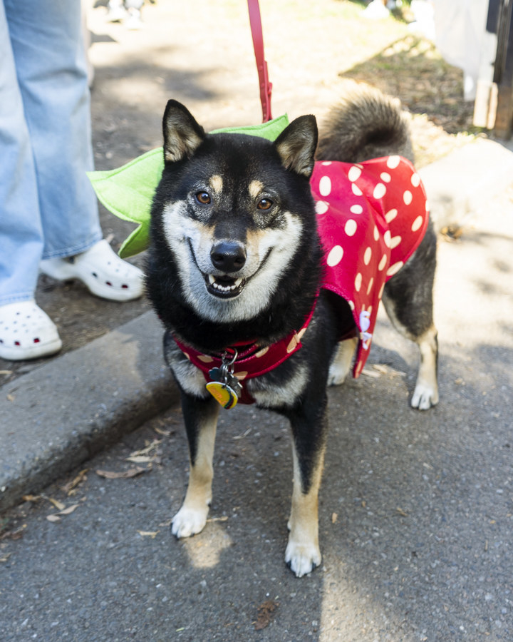 Dogs During Halloween Parade In New York City - 63