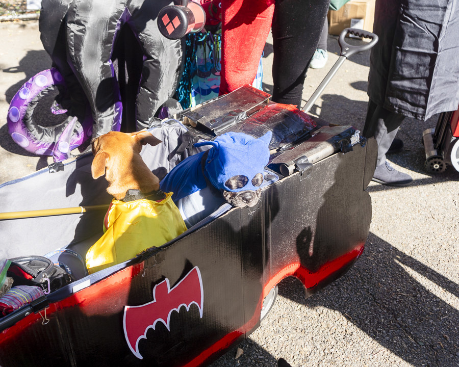 两只狗在打开板条箱扮成蝙蝠侠和罗宾