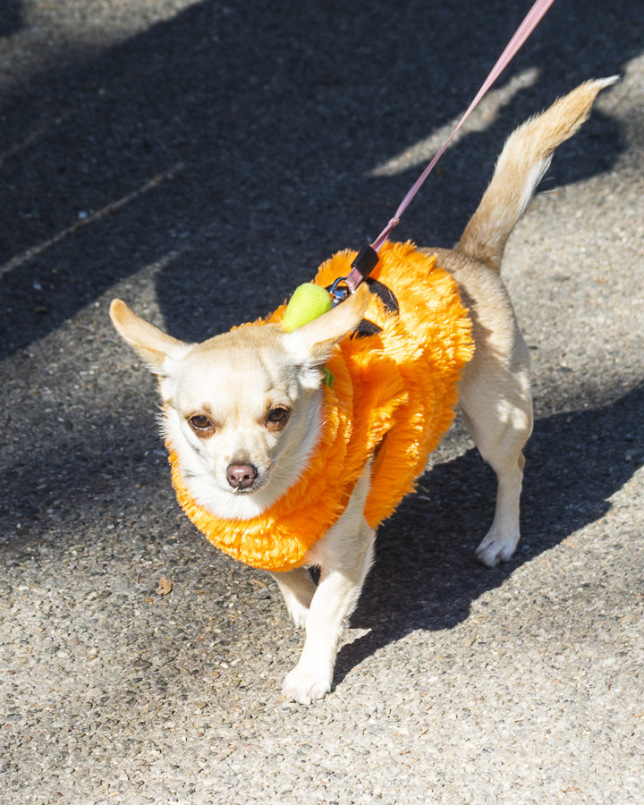 a small dog dressed as a pumpkin