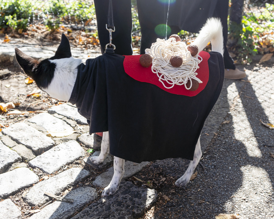 Dogs During Halloween Parade In New York City - 84