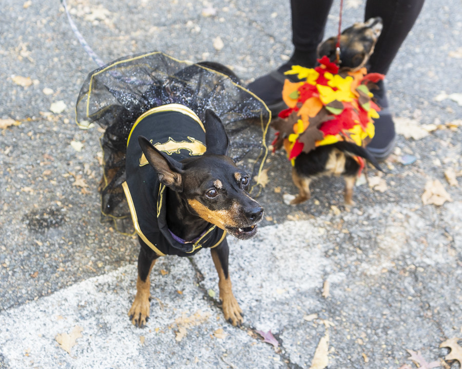 一只狗打扮成batwoman和另一只狗打扮成一片叶子
