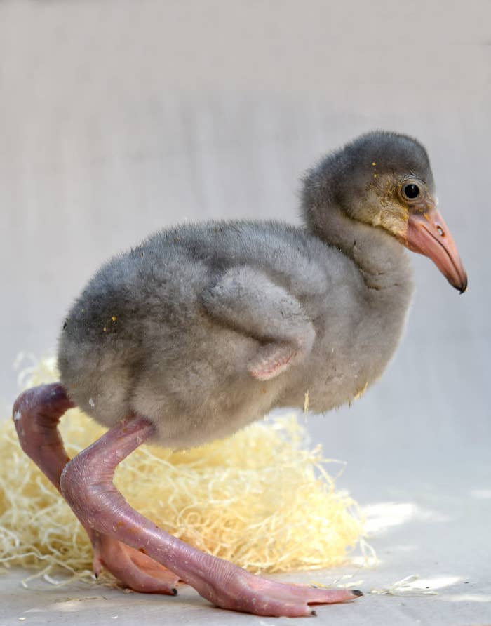 A baby flamingo