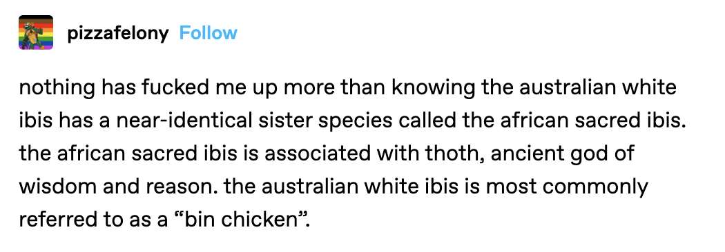 Tumblr post about the ibis