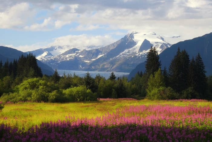Alaska Scenic Mendenhall Glacier with Wildflower Meadow