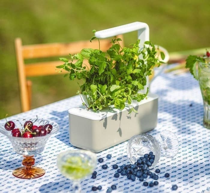 a click and grow garden on a table outdoors