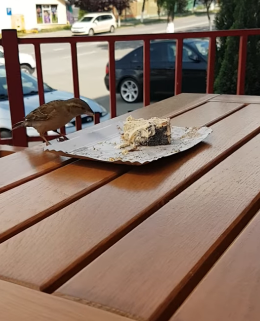 bird trying to eat cake off of a plate on outside table