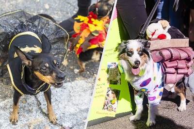 split image of a dog dressed as batwoman and a dog dressed as a leaf on the left and a dog dressed as a sandwich on the right 