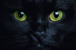a closeup of a black cat's face