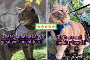 Reviewer image of brown cat in gray harness clipped in the back with leash attached standing outside, reviewer image of orange cat in blue harness outside with black leash attached on back