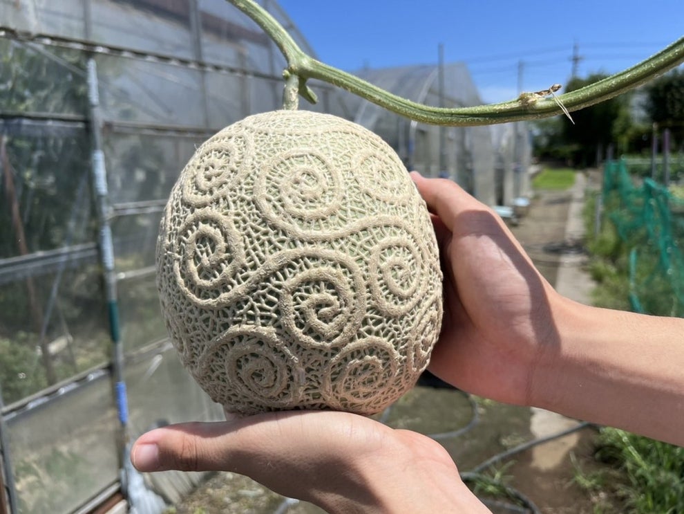 海賊王になれちゃうかも…？ワンピースの「ゴムゴムの実」風メロン 