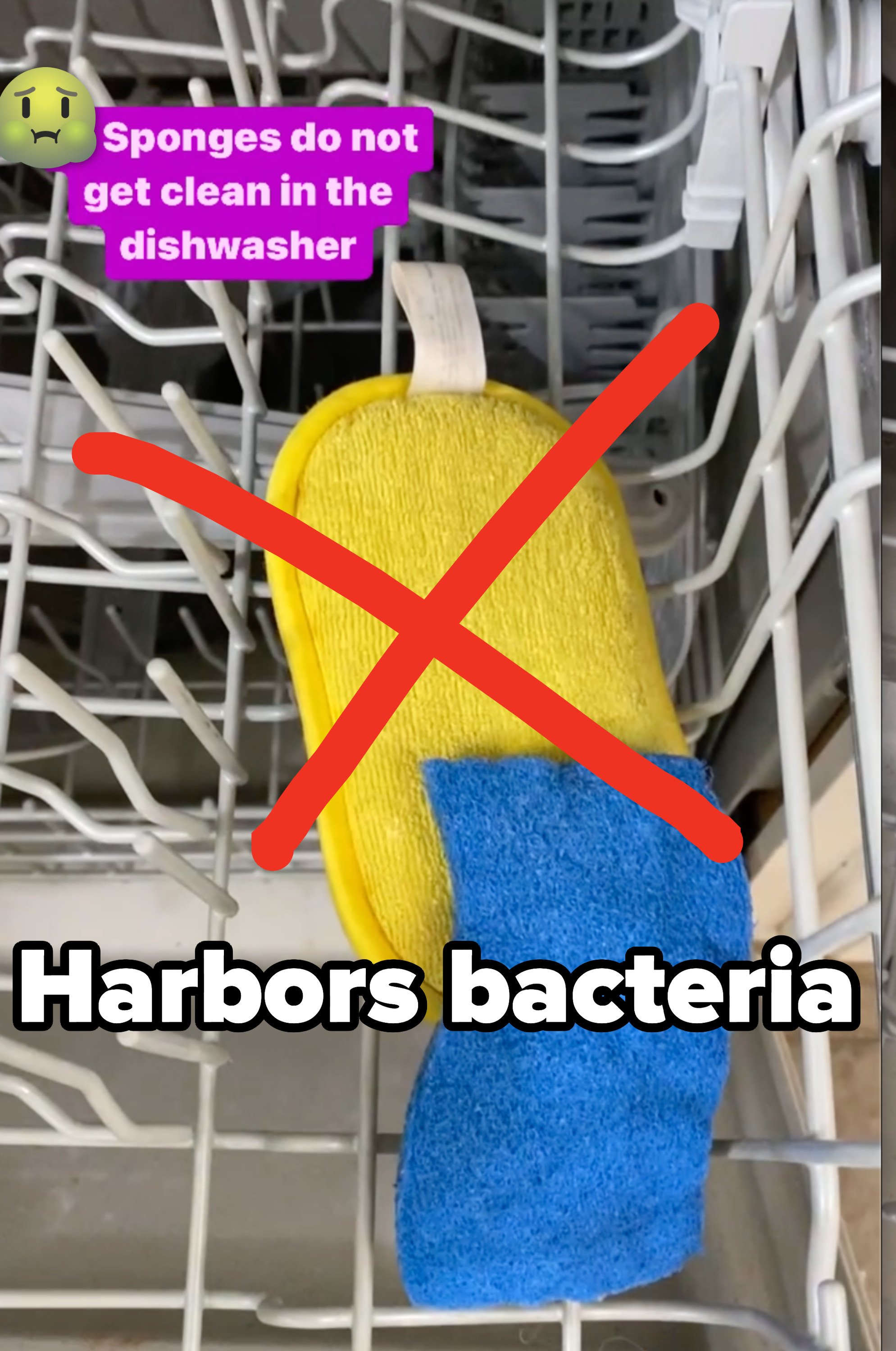 Text: Sponges do not get clean in the dishwasher, with an X over a sponge and more text saying, &quot;Harbors bacteria&quot;
