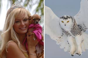 paris hilton holding a chihuahua on the left and a white owl on the right