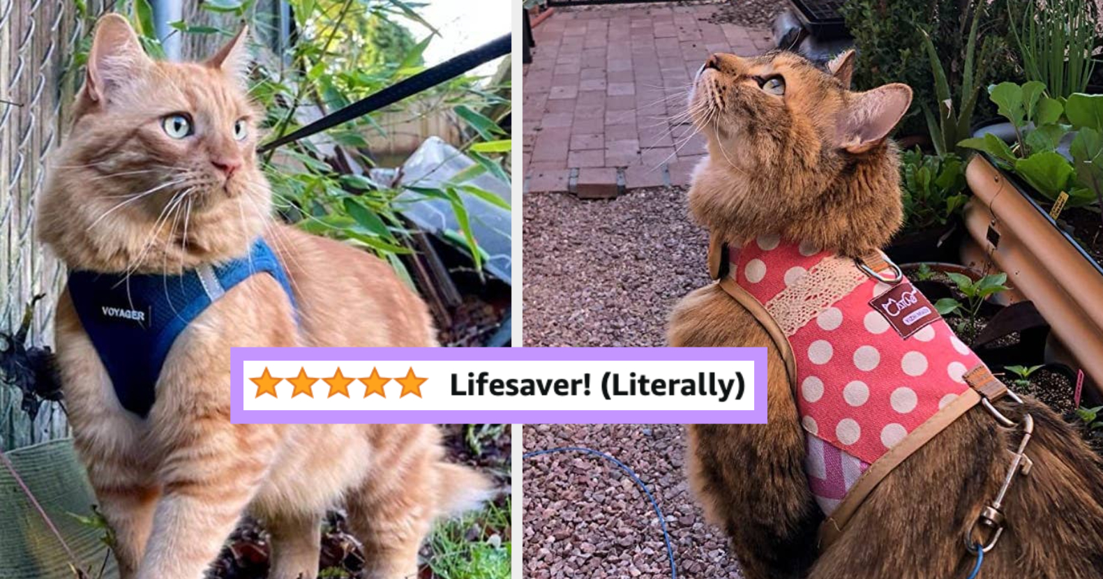 5 Best Cat Harnesses of 2024