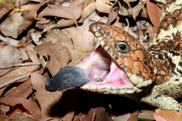 Western shingleback (Tiliqua rugosa), with mouth open and blue tongue extended, a typical defensive behaviour. 