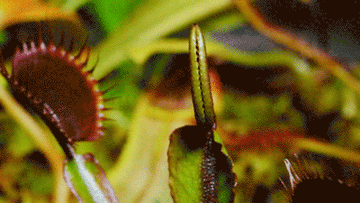 A Venus flytrap