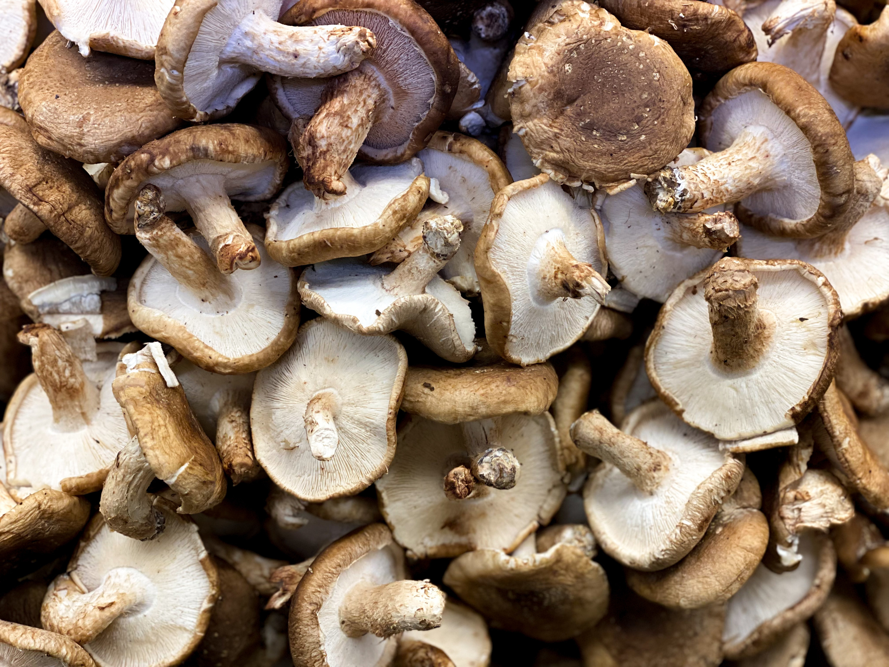a tray of mushrooms