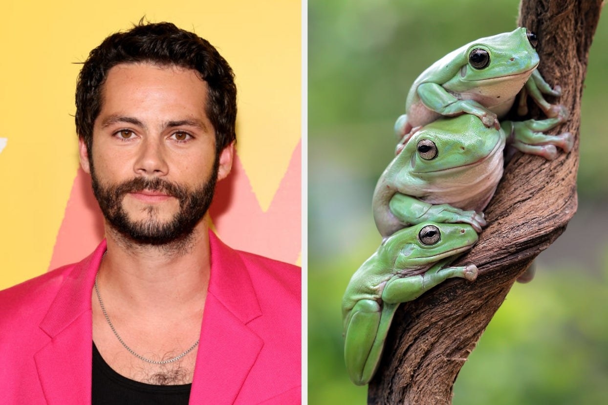On the left, Dylan O&#x27;Brien, and on the right, three frogs huddles on a tree branch