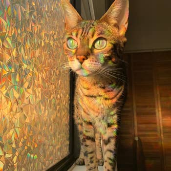 a reviewer photo of the frosted film on window and rainbow light cast onto cat