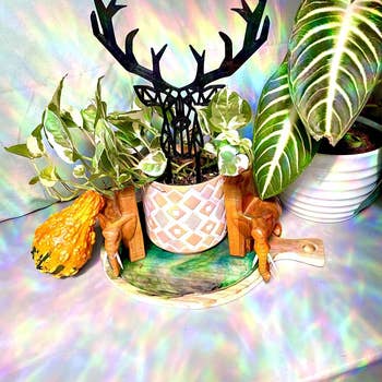 reviewer photo of rainbow light cast on plants