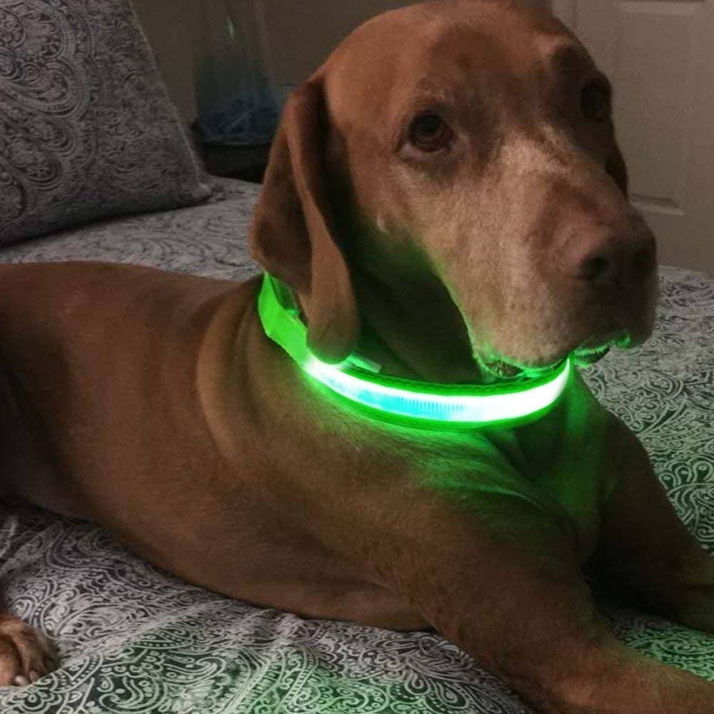 a large dog wearing the light up collar