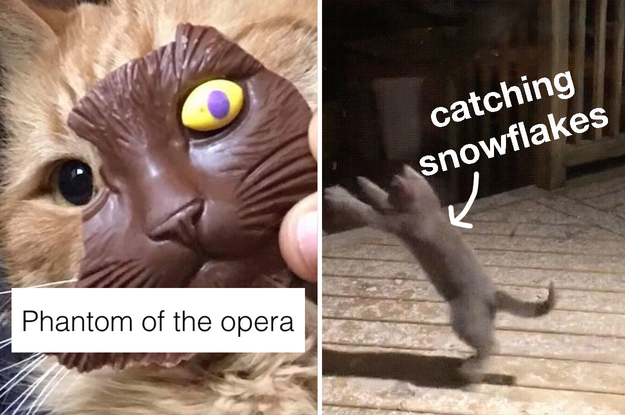 36 Cat Memes That Will Make Your Day 1000% Better