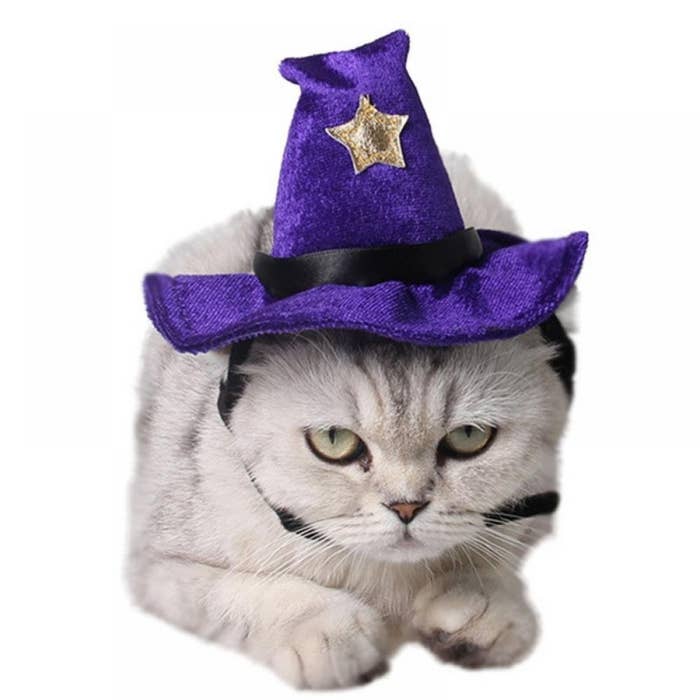 cat wearing purple witch hat costume
